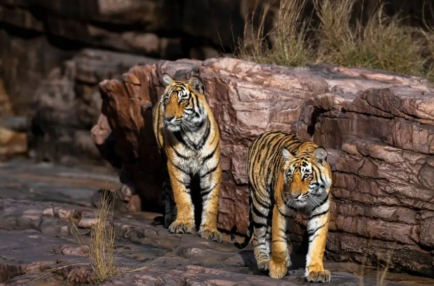 Tiger safari by private vehicle