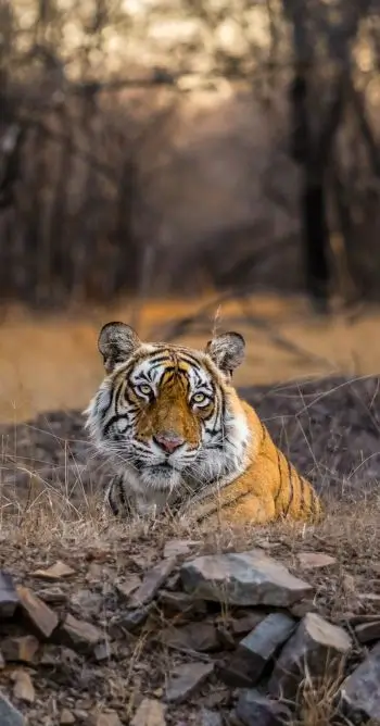 Wildlife India