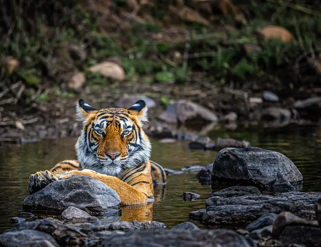 Ranthambore