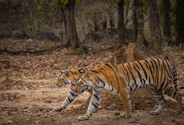 Kanha & Pench Safari