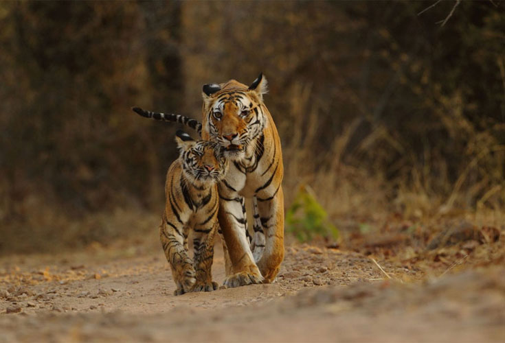 The Grand Tiger Trail