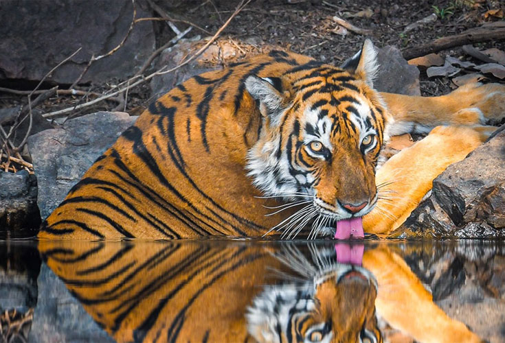 Tigers, Leopards & Palaces