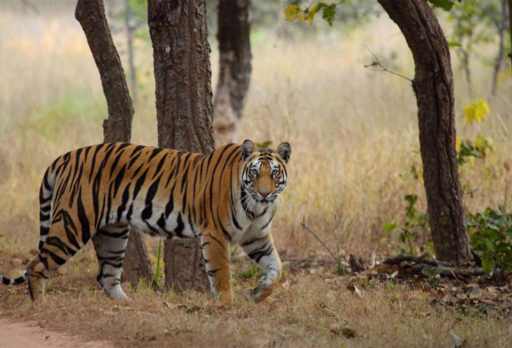 Tigers of Central India