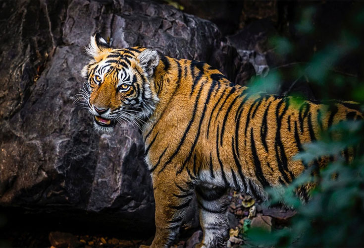 Tigers of Ranthambore